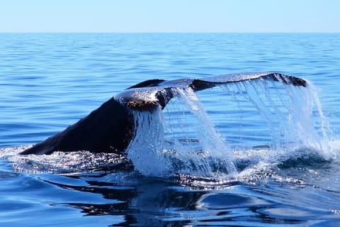Small-Group Whale Watch with Marine Biologist in Cabo San Lucas — photo 6