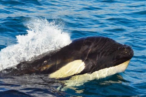 Small-Group Whale Watch with Marine Biologist in Cabo San Lucas — photo 7