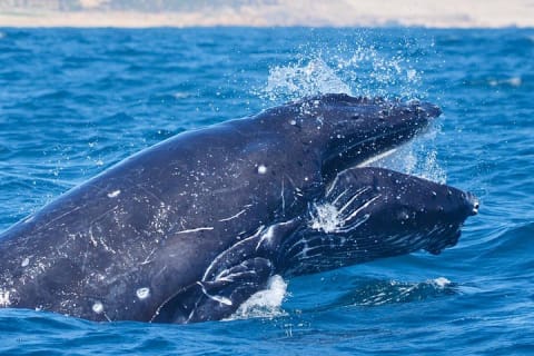 Small-Group Whale Watch with Marine Biologist in Cabo San Lucas — photo 8