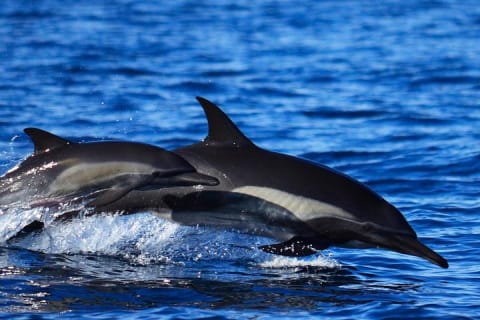 Small-Group Whale Watch with Marine Biologist in Cabo San Lucas — photo 9