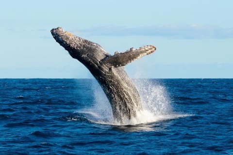 Small-Group Whale Watch with Marine Biologist in Cabo San Lucas — photo 1