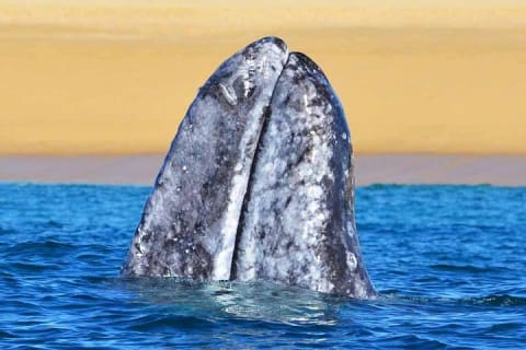Small-Group Whale Watch with Marine Biologist in Cabo San Lucas — photo 11