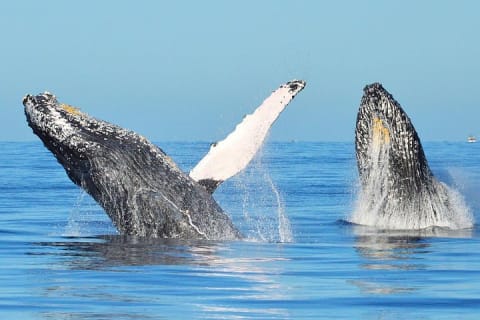 Small-Group Whale Watch with Marine Biologist in Cabo San Lucas — photo 12