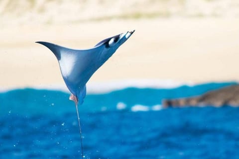Small-Group Whale Watch with Marine Biologist in Cabo San Lucas — photo 13
