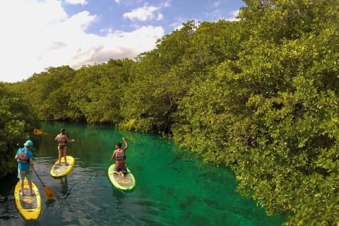 Paddleboard Cenote Tour — photo 3