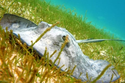 Turtles and Cenote from Riviera Maya — photo 4