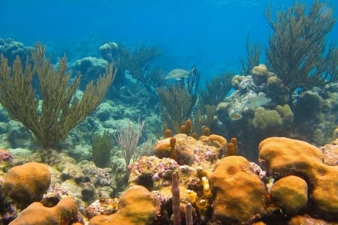 Turtles and Cenote from Riviera Maya — photo 5