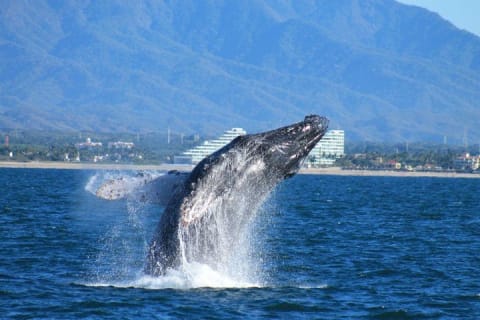 Observation des baleines : le meilleur de Puerto Vallarta — photo 1