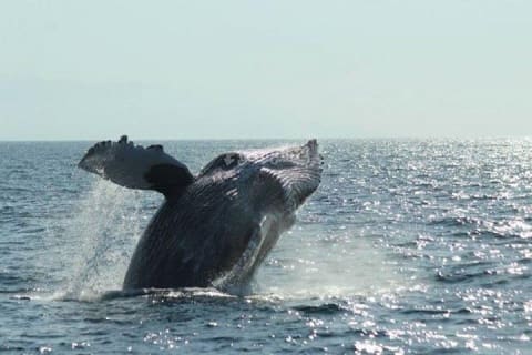 Observation des baleines : le meilleur de Puerto Vallarta — photo 2