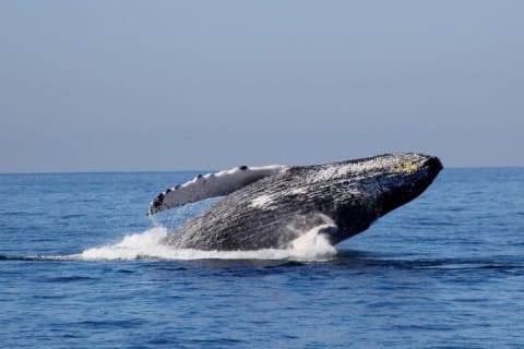 Observation des baleines : le meilleur de Puerto Vallarta — photo 4