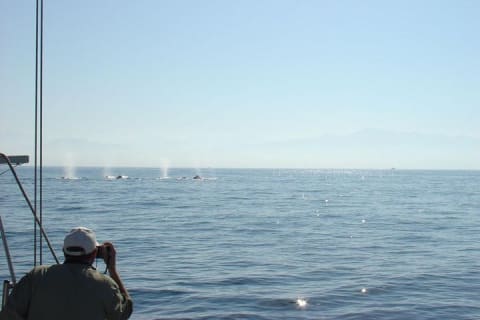 Observation des baleines : le meilleur de Puerto Vallarta — photo 8