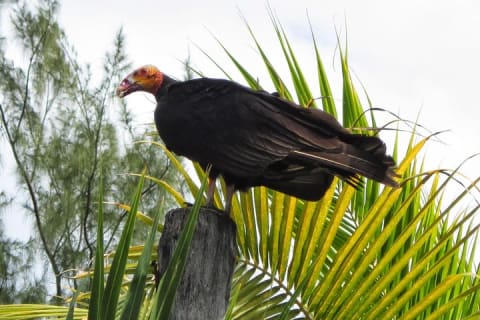 Birdwatching Sian Ka'an Biosphere Reserve — photo 12
