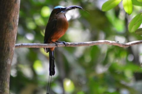 Birdwatching Sian Ka'an Biosphere Reserve — photo 9