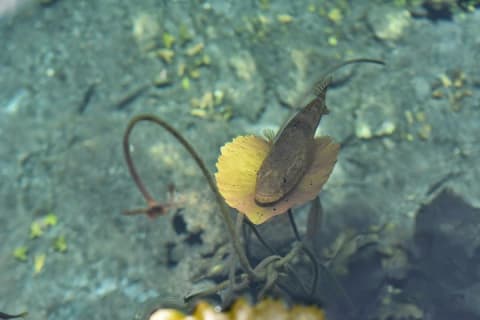 Reef and Cenote Snorkeling Experience — photo 4