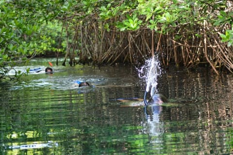 Reef and Cenote Snorkeling Experience — photo 13