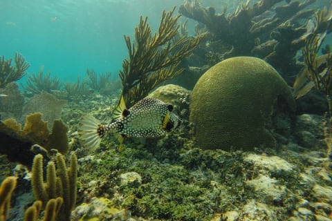 Reef and Cenote Snorkeling Experience — photo 1