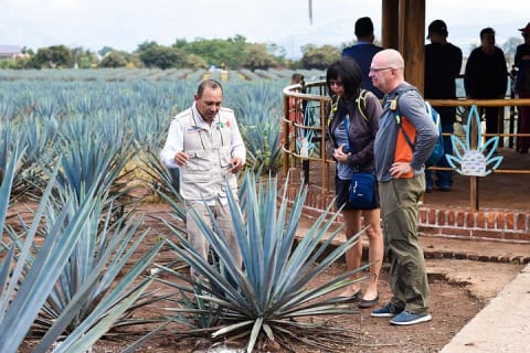 Experiencia Ruta del Tequila desde Guadalajara — photo 7