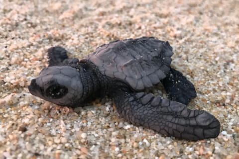 Liberación de tortugas en Cabo — photo 7