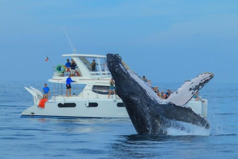 Puerto Vallarta Luxury Yacht Tour: Snorkeling, Open Bar and Lunch — photo 13