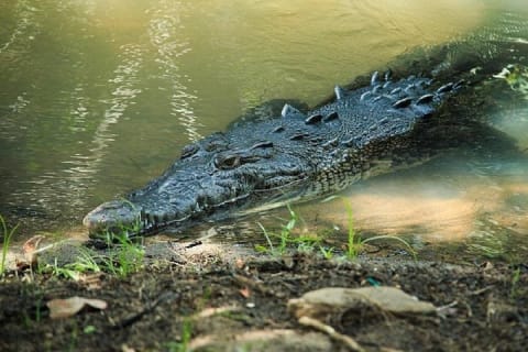 Shore Excursion Mazunte and Ventanilla Crocs & Turtles — photo 2