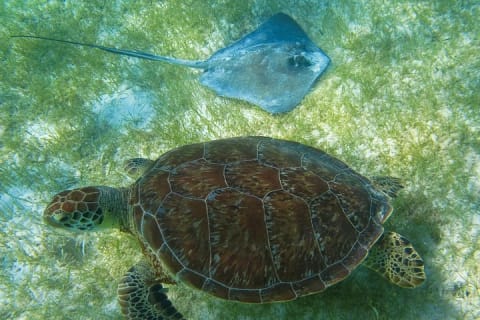 Tortugas & Cenotes Snorkel With Turtles Tour — photo 3