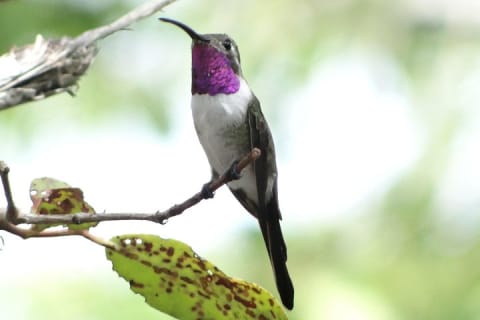 Bird Watching Tour near Merida-Half Day — photo 2