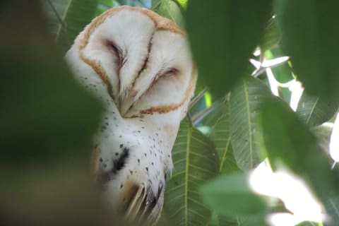 Bird Watching Tour near Merida-Half Day — photo 5