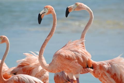 Bird Watching Tour near Merida-Half Day — photo 1