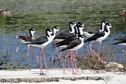 Bird Watching Tour near Merida-Half Day — photo 6