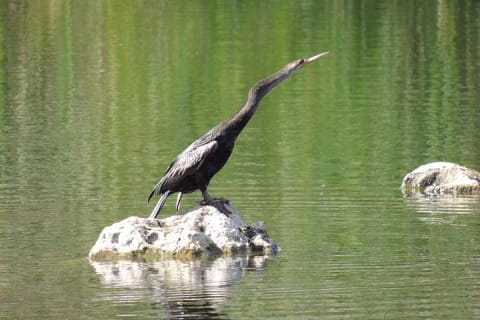 Bird Watching Tour near Merida-Half Day — photo 7