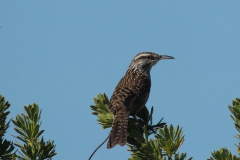 Bird Watching Tour near Merida-Half Day — photo 8