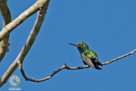 Bird Watching Tour near Merida-Half Day — photo 9