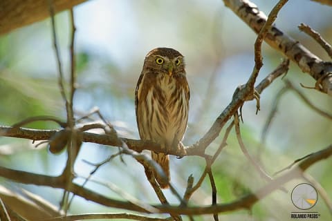 Bird Watching Tour near Merida-Half Day — photo 10