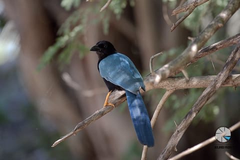 Bird Watching Tour near Merida-Half Day — photo 11