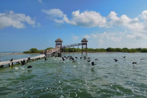 Discover the Wonders of Holbox, Cenote and Passion Island. Transport included — photo 15