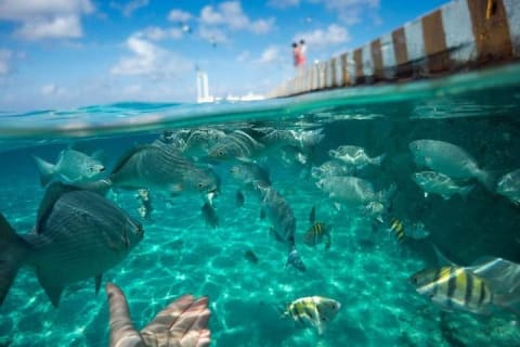 Snorkel in El Cielo Cozumel Reef with Lunch, Beach and Transport — photo 6