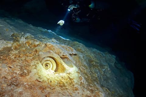 Plongée en cenotes — photo 3