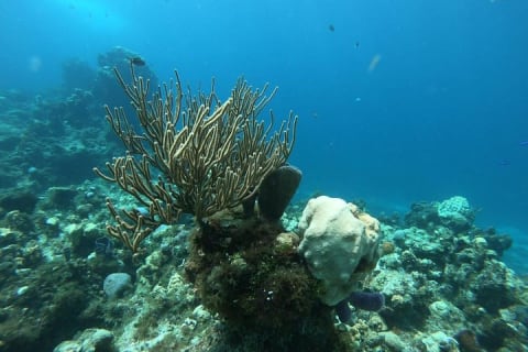 Amazing Snorkel at Cozumel Reef! Round Transportation from Tulum — photo 7