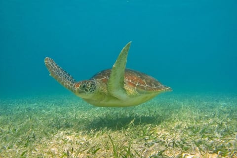 Private Turtle Snorkel Adventure in Akumal — photo 8