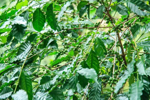 Coffee Plantation Experience — photo 10
