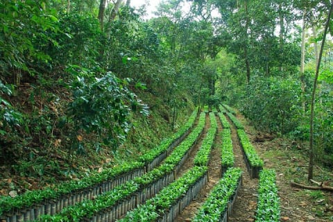 Coffee Plantation Experience — photo 13