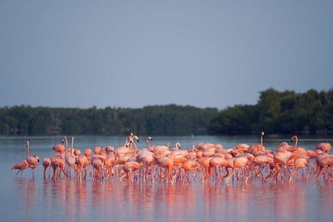 Discover the FABULOUS PINK WATERS at the Caribean (Las Coloradas+Río Lagartos) — photo 3
