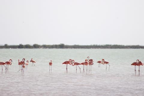 Discover the FABULOUS PINK WATERS at the Caribean (Las Coloradas+Río Lagartos) — photo 2