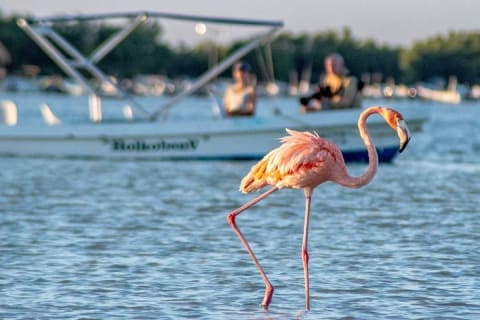 Discover the FABULOUS PINK WATERS at the Caribean (Las Coloradas+Río Lagartos) — photo 7