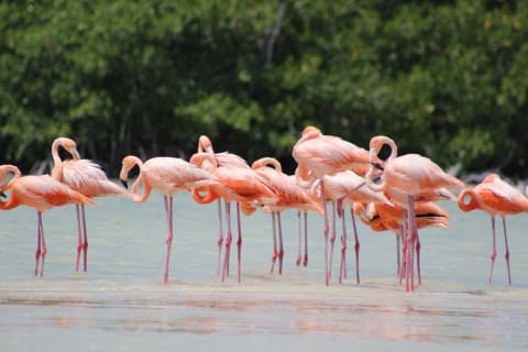 Discover the FABULOUS PINK WATERS at the Caribean (Las Coloradas+Río Lagartos) — photo 10