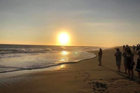 Amazing Turtle Release Tour — photo 7
