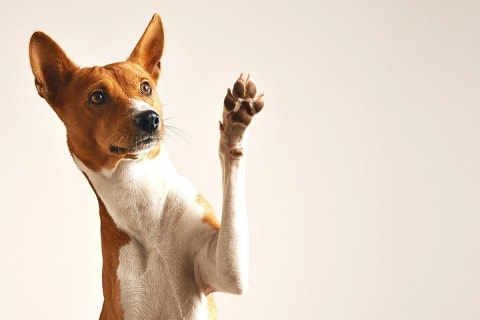 Séance photo pour votre animal de compagnie — photo 4