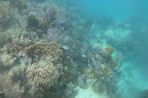 Breathtaking experience driving a speedboat in Cancun with Snorkeling included — photo 13