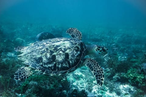 Live this extreme experience, Speedboat tour & snorkel included. — photo 10
