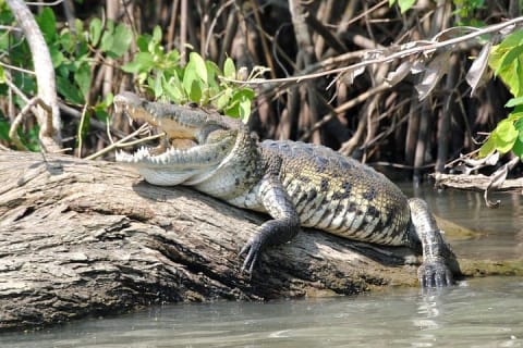 Croc´s & Turtle Aquarium — photo 1